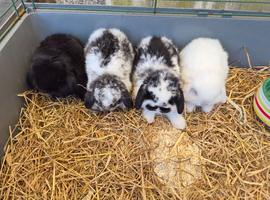 Mini lop ear bumnies