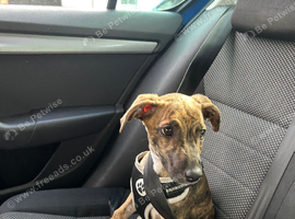 Female puppy lurcher