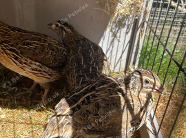 Males and female quail