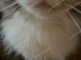 this lovely cat named sprinkles looking for a good home