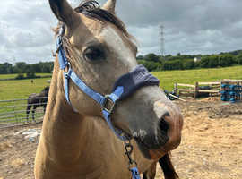 Looking for sole use yard, 3-4 stables or DIY