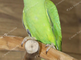 Pair of avairy green ringneck parakeets
