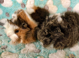 Beautiful Peruvian brothers now RESERVED