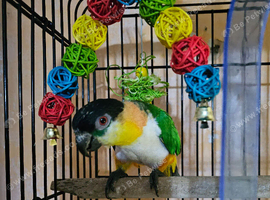 Gorgeous tame BH Caique