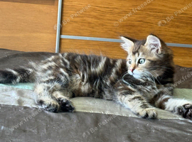 Beautiful tabby female available