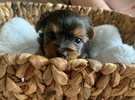 yorkshire terrier puppy's