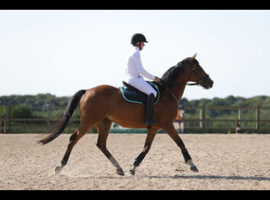 14 year old bay gelding ex racer