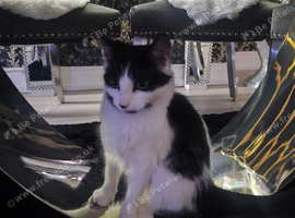 Black and white Cat