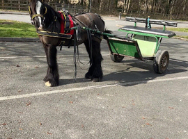 BLACKJACK - 6 year old gelding