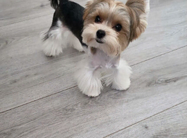 Mini biewer terrier puppy boy