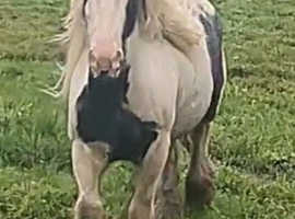 FIELD GRAZING WANTED