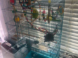 2 budgies