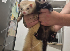 3x 6 month old male ferrets