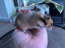 Syrian hamster babies