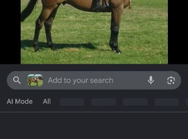 Wanted A 16.2h thoroughbred