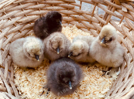 Silkie Bantams&rsquo;s day old chicks