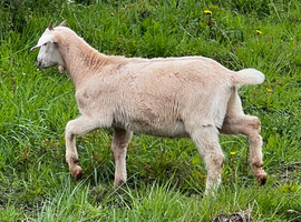 Intact male Anglo Nubian/Toggenburg/Boer goat kid
