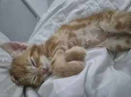 Cute playful ginger needing a new home