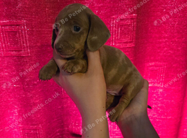 Litter of stunning miniature dachshunds for sale
