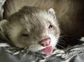 Want 2 baby ferrets