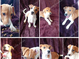 Jack Russell Puppies