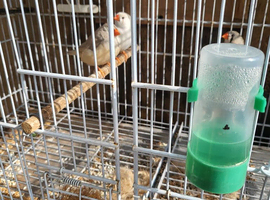3x zebra finch hens