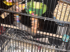 1 male finch and cage  offers