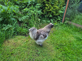 Silkie Cockerel, free to good home.