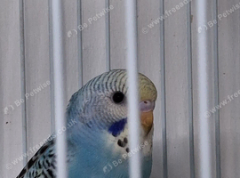 Budgie