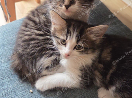 Two adorable twin girls