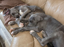 Great dane puppies for sale