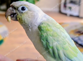 Green cheek conure and cage