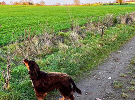 Male cocker