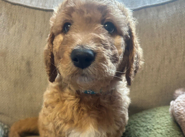 Standard Goldendoodle / Australian Double Doodle