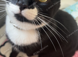 Male tuxedo cat