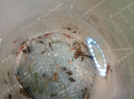 Shrimp's