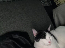 Cat needing forever home
