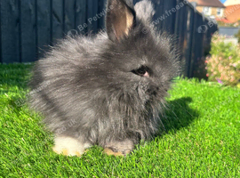 Angora bew buck bunny