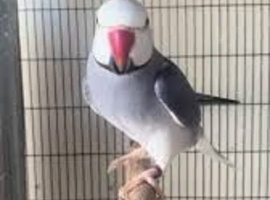 Tame Indians Ringneck