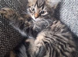 Beautiful  kittens ready for a new home