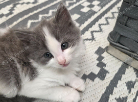 Kittens for sale