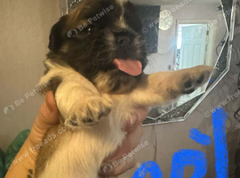 X3 male and x1 female Jugs for sale