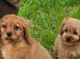 Beautiful cavapoo puppies for sale