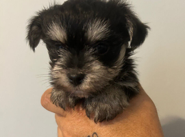 Morkie puppys