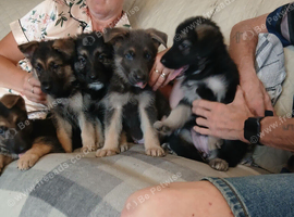 Stunning KC reg German Shepherd pups