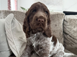 KC Registered English Cocker Spaniel Puppie- Extensively health Tested