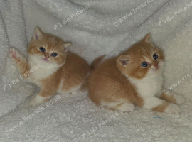 Beautiful british shorthair