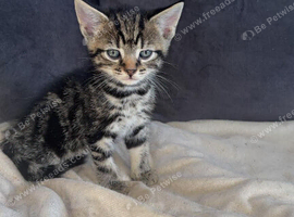 5 kittens ready now