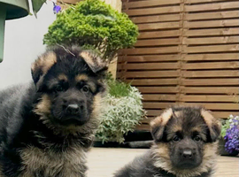 Outstanding KC German Shepherd puppies