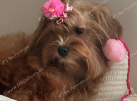 Beautiful maltipoo girl